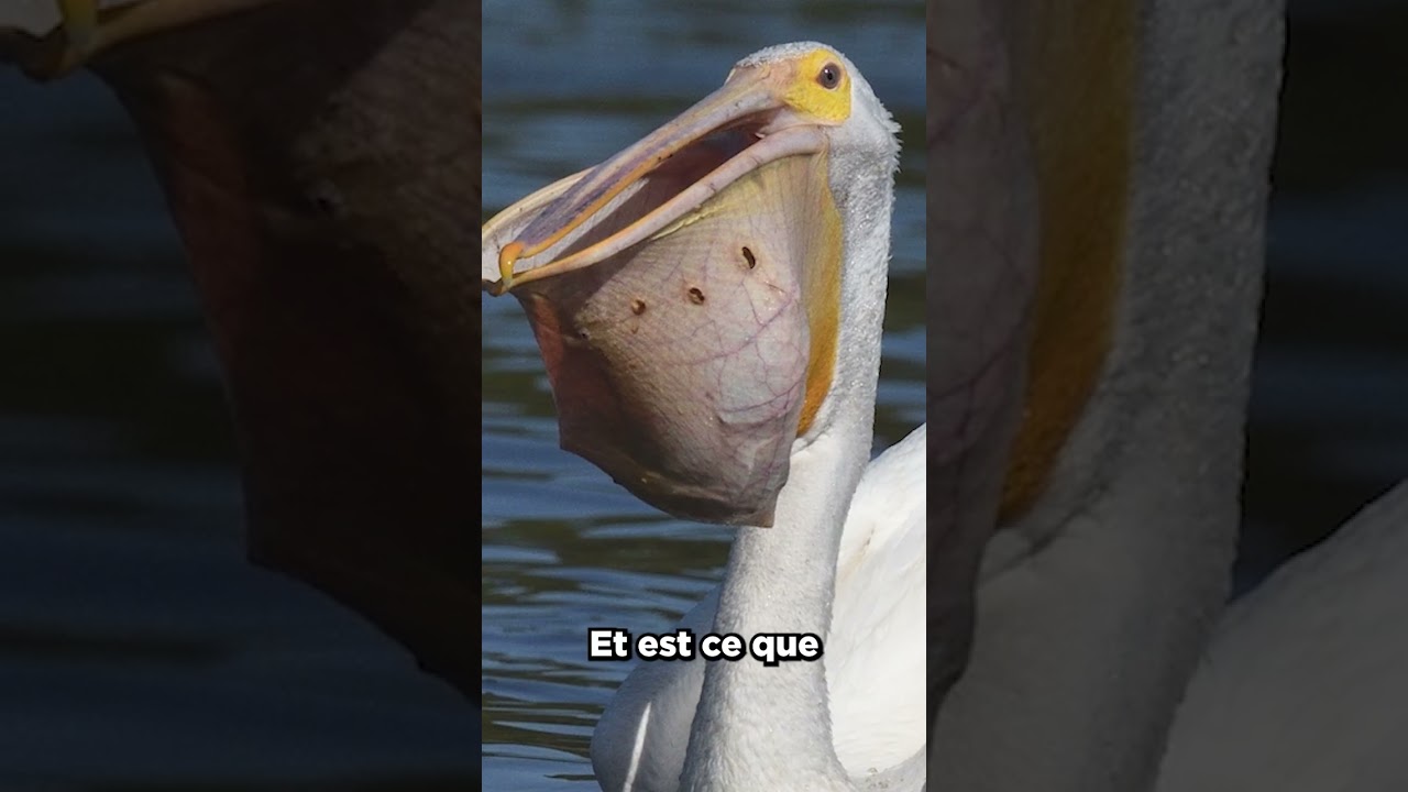 LA PIRE ERREUR QU'UN PELICAN PEUT FAIRE