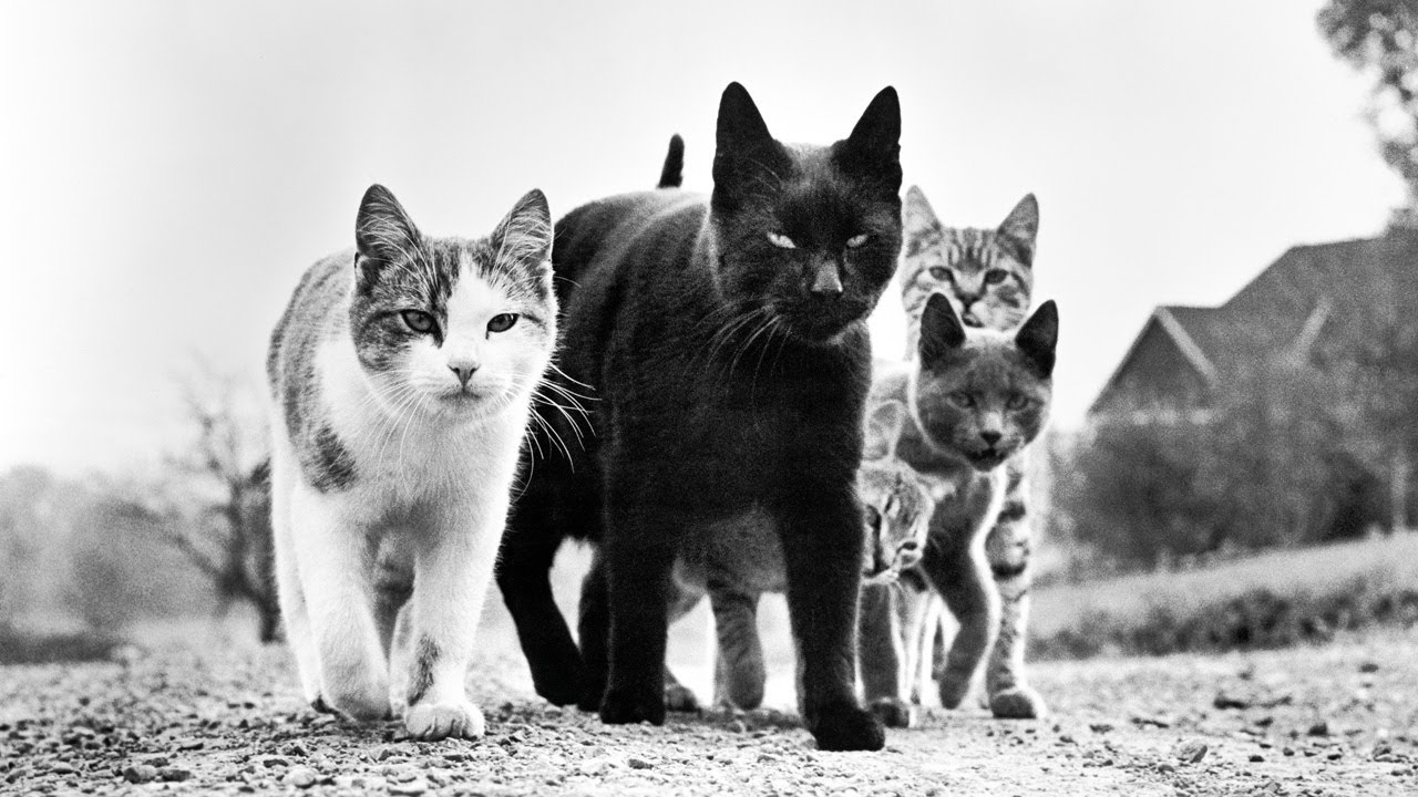 Walter Chandoha. Cats - A tribute to his life and legacy