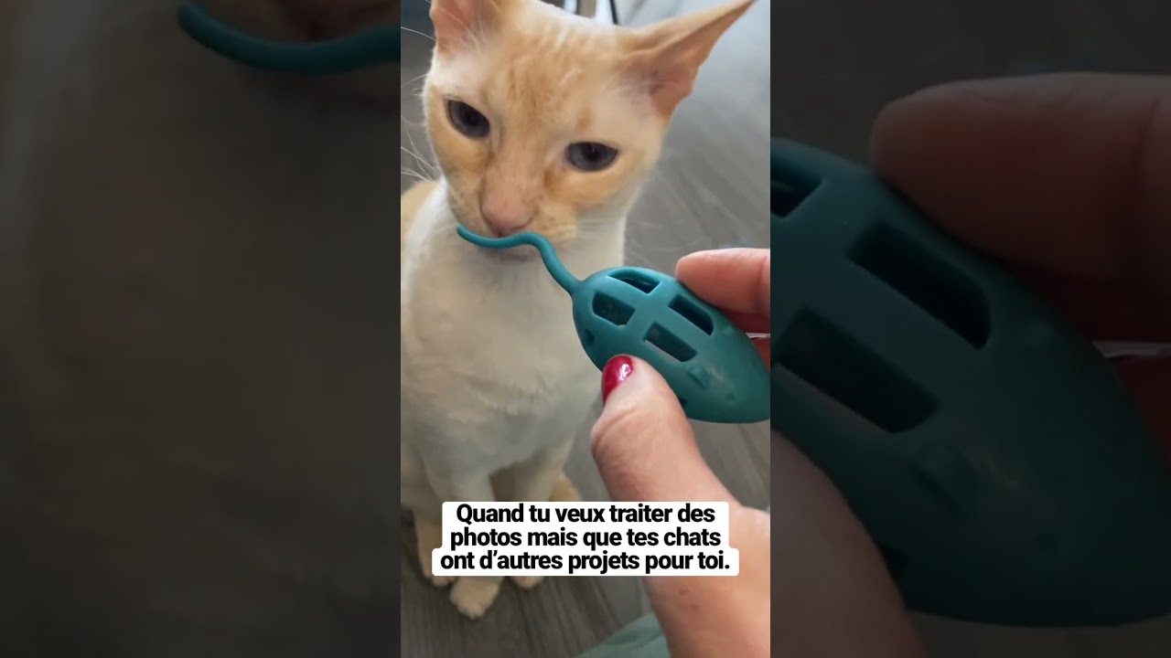 Photographe distraite par des chats #chats #travailadomicile  #photographe #freelancer #photo