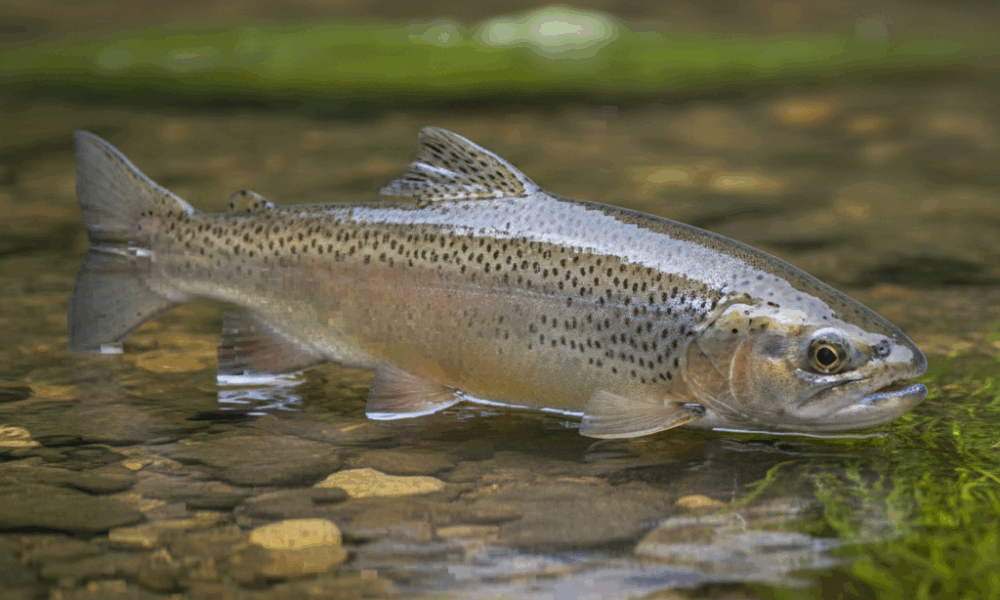 découvrez pixel poisson, une approche artistique unique mêlant créativité et innovation pour une expérience visuelle singulière.